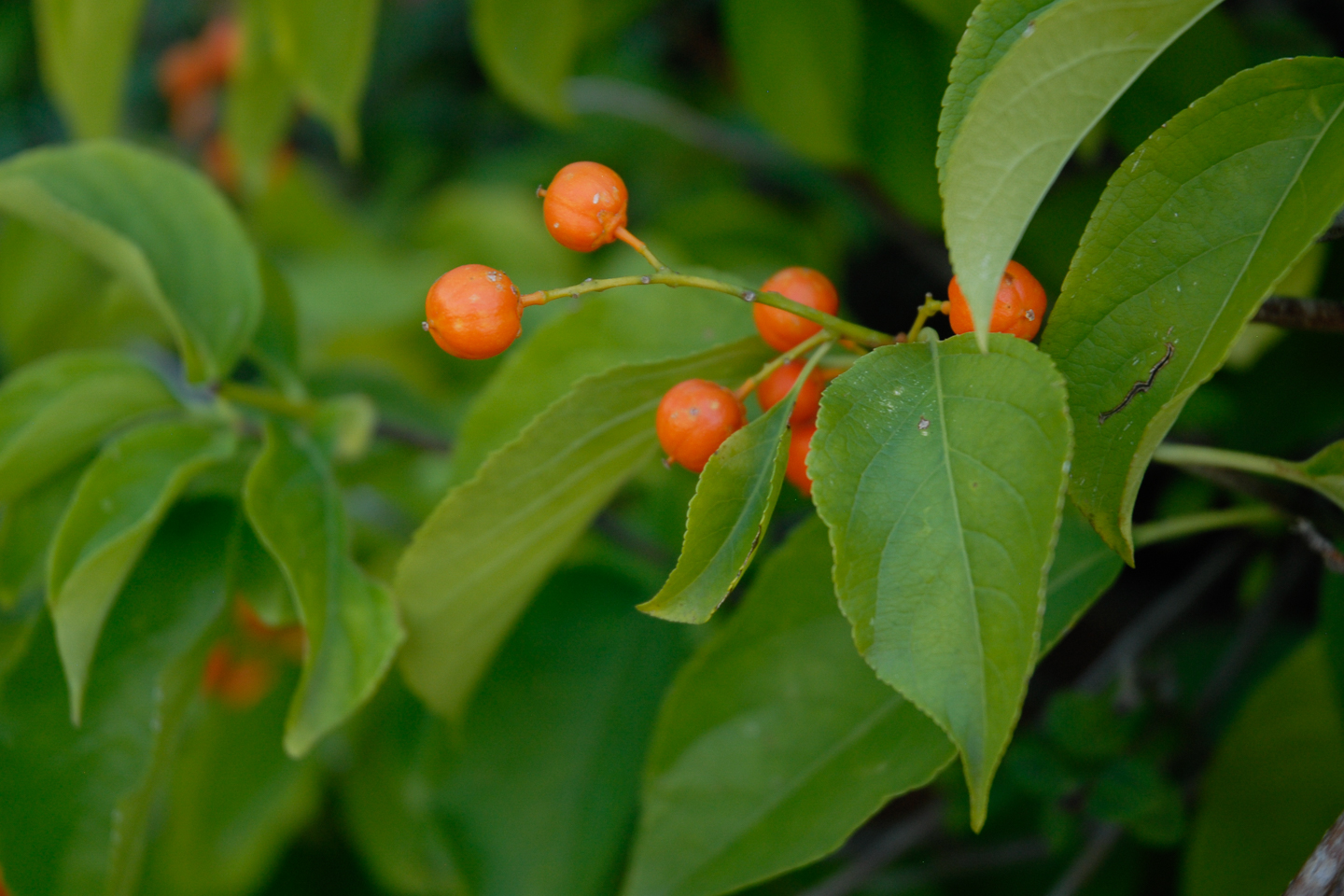 American Bittersweet